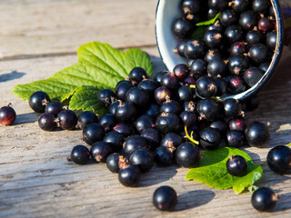 black currants in a mug and sprinkled on a wooden table with a place for text