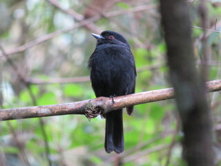 red winged blackbird