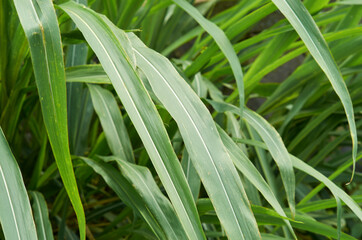 Obraz premium follaje