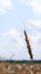 Fototapeta premium Single ear of cereal on a wheat field against a clear sky