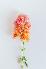 Pink and yellow flower of Snapdragon or Antirrhinum majus on a cream background.