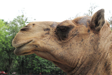 camel