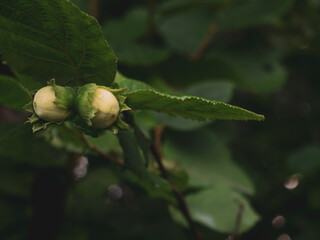 Young green hazel, hazelnuts, grow on a branch in the forest