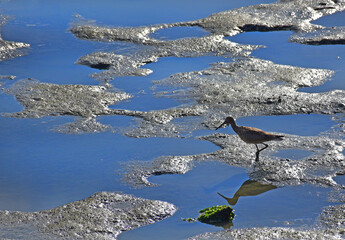 A seabird on the flat searches for food at the Burlingame Shore Bird Sanctuary in Burlingame California.
