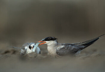 White-cheeked Tern feeding its chick with fish at Asker marsh, Bahrain