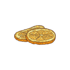 Two dried orange slice for mulled wine, pastry or cake a vector illustration.
