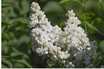 White lilacs bloomed in the garden.