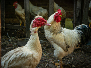 Muscovy duck (Cairina moschata) white in the yard next to a beautiful white rooster, breeding muscovy ducks in households