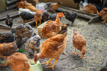 young hens in the yard, breeding chickens in households, multicolored chickens with bare necks stands on the ground in the yard