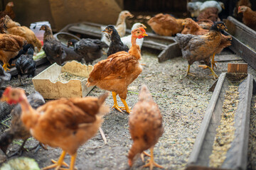 young hens in the yard, breeding chickens in households, multicolored chickens with bare necks stands on the ground in the yard