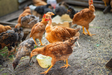 young hens in the yard, breeding chickens in households, multicolored chickens with bare necks stands on the ground in the yard
