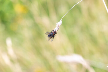 Close up of two flies reproducing. Insects on a plant to reproduce. 