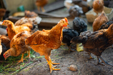 young hens in the yard, breeding chickens in households, multicolored chickens with bare necks stands on the ground in the yard