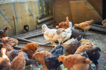 young hens in the yard, breeding chickens in households, multicolored chickens with bare necks stands on the ground in the yard