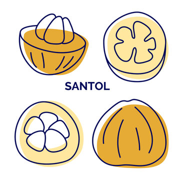 Collection of icons of tropical fruit santol. Vector hand drawn outline and silhouette illustration for logo, menu decorator, web design