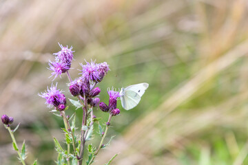 a close up of a white butterfly sitting on a purple dyeing flower. purple plant with an insect on the bloom. 