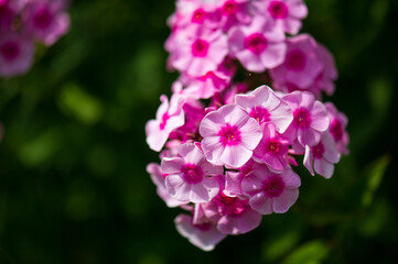 Fototapeta na wymiar close up of the large clusters of pink summer phlox flowers 