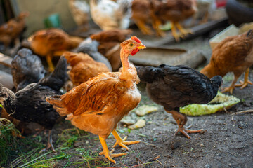 young hens in the yard, breeding chickens in households, multicolored chickens with bare necks stands on the ground in the yard