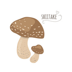 Shiitake,shii-take mushrooms isolated on white background.Simplified vector illustration