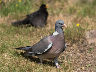 Side view of common wood pigeon walking on a lawn with a blackbird in the blurred background