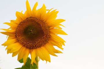 Obraz premium sunflower on a blue background