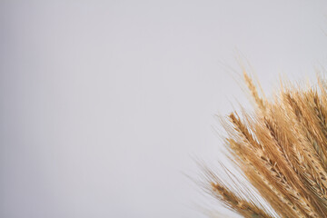 Yellow dried wheat spikelets and copy space.