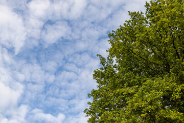 a blue sky with white veil clouds. In the foreground is a green tree. blue, white and green background. 