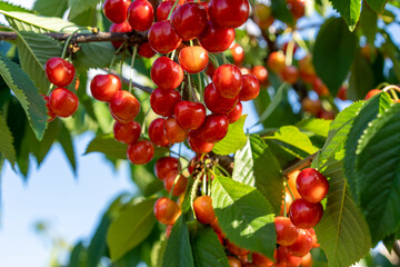 Red cherry fruits on the branches of the tree swing in the wind.