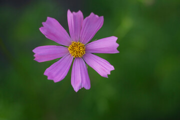 Obraz premium cosmos flower in the garden