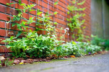 close up of a green facade garden in an urban environment in summer