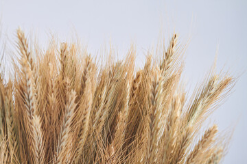 Spikelet wheat ears and copy space on white background.