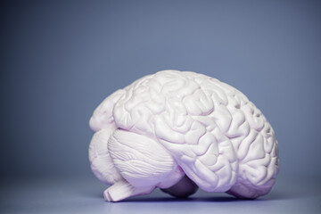 Photo of the human brain model view from side