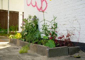 Fototapeta na wymiar close up of a green facade garden in an urban environment in summer