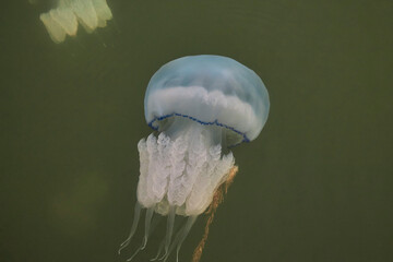 Jellyfish rhizostomae in the sea of azov