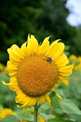 sunflower and bee