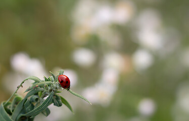 ladybug on a flower