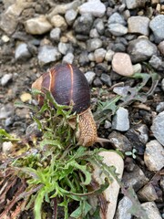 snail on the grass