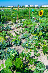 Vegetable Patch With Cultivated Plants A Sunflower And Plastic Watering Cans Within a Town