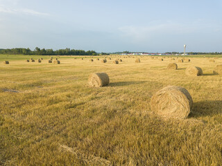 Fototapeta premium Drone view of an agricultural field made of yellow round large bales after harvesting, side view. Rolls of straw, bales of straw in an agricultural field. Collecting hay on a summer field.