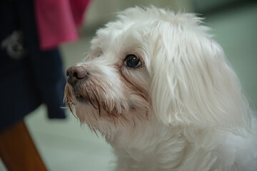 cute white dog with a greedy face