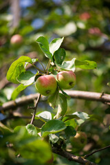 two ripe little apples on a tree in the foliage in summer 