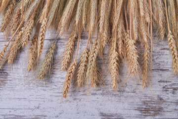 Top view wheat and rye spikelets on white wood.