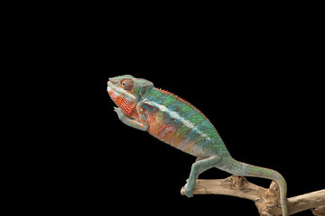 Rainbow  Panther chameleon isolated on black background