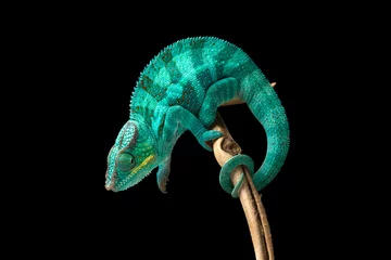 Poster Rainbow  Panther chameleon isolated on black background © Dmitry