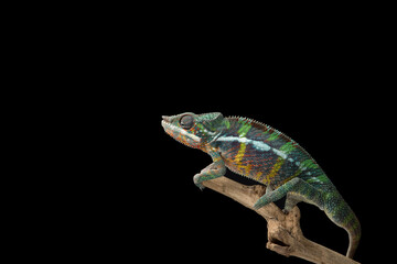 Rainbow  Panther chameleon isolated on black background