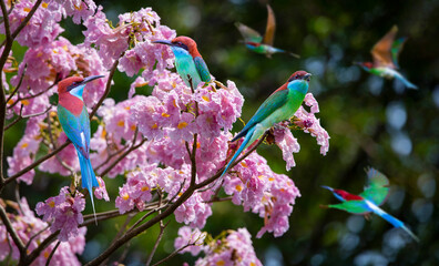 A group of Blue-throated Bee-eater standing on pink trumpet tree flower blossom.