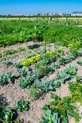 Fototapeta na wymiar Vegetable Patch With Cultivated Plants And Plastic Watering Cans Within a Town