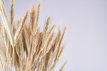 Fototapeta premium Ripe rye or wheat spikelets isolated on white background.
