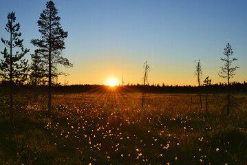 The midnight sun in the swamp in Finnish Lapland. The night is warm and peaceful. Cottongrass bathed in sunlight. 