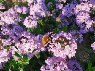Hummel auf einer Blume